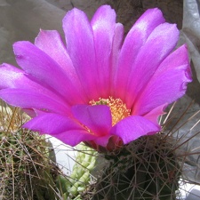 Echinocereus stramineus