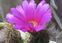 Echinocereus stramineus