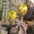 Echinocereus  subinermis