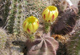 Echinocereus  subinermis