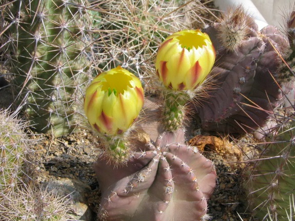 Echinocereus  subinermis