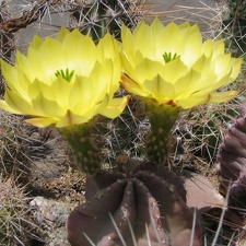 Echinocereus  subinermis