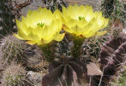 Echinocereus  subinermis