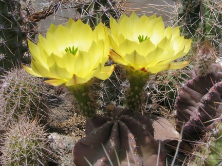 Echinocereus  subinermis