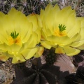 Echinocereus  subinermis