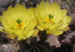 Echinocereus  subinermis