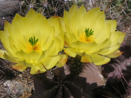 Echinocereus  subinermis