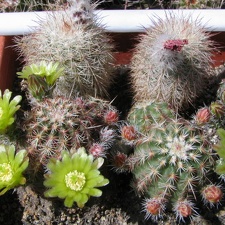 Echinocereus  viridiflorus v. davisii