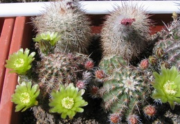 Echinocereus  viridiflorus v. davisii