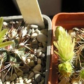 echinocereus viridiflorus Ru FG