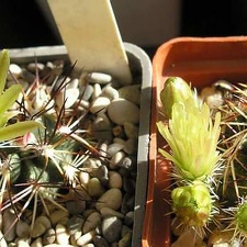 echinocereus viridiflorus Ru FG