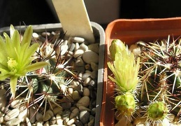 echinocereus viridiflorus Ru FG