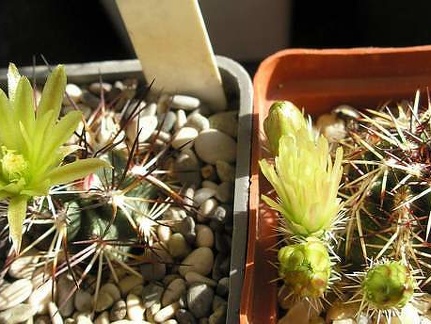 echinocereus viridiflorus Ru FG