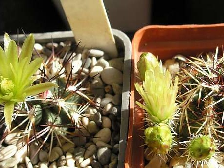 echinocereus viridiflorus Ru FG