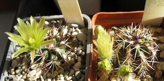 echinocereus viridiflorus Ru FG