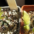 echinocereus viridiflorus Ru FG