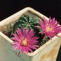 Echinocereus pulchellus