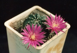 Echinocereus pulchellus