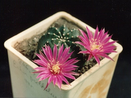 Echinocereus pulchellus