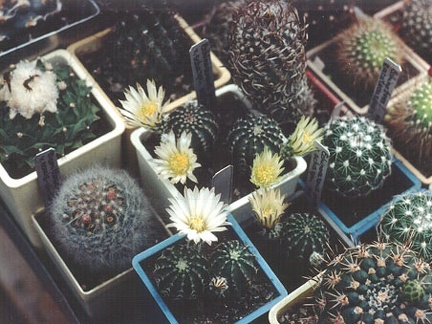 Echinocereus pulchellus v. sharpii