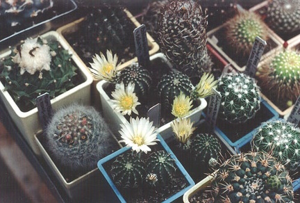 Echinocereus pulchellus v. sharpii