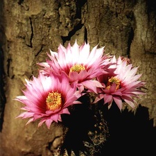 Echinocereus reichenbachii