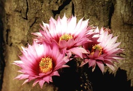 Echinocereus reichenbachii