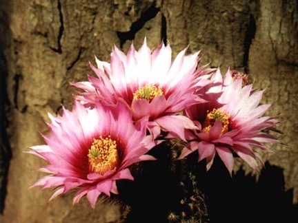 Echinocereus reichenbachii