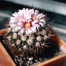 Echinofossulocactus (Stenocactus) sp.