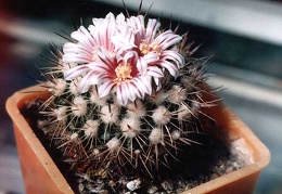 Echinofossulocactus (Stenocactus) sp.