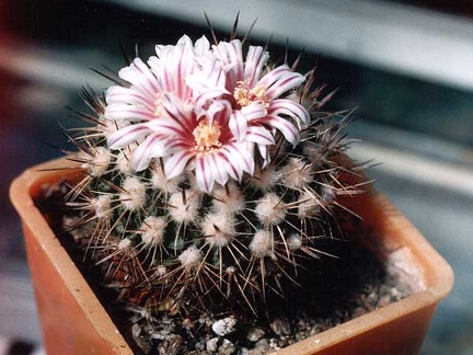 Echinofossulocactus (Stenocactus) sp.