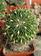 Echinofossulocactus SP
