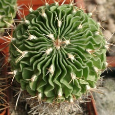 Echinofossulocactus SP