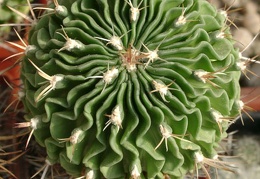 Echinofossulocactus SP