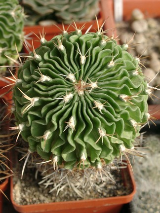 Echinofossulocactus SP