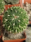 Echinofossulocactus SP
