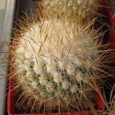 Echinofossulocactus albatus  Stenocactus vaupelianus