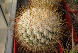 Echinofossulocactus albatus  Stenocactus vaupelianus