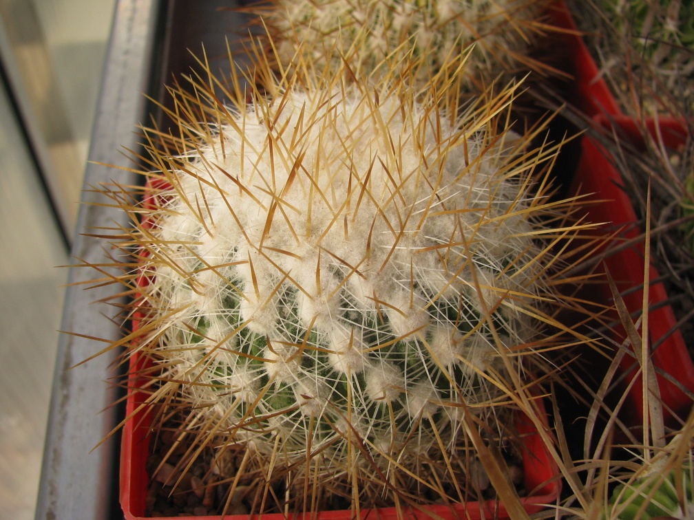 Echinofossulocactus albatus  Stenocactus vaupelianus