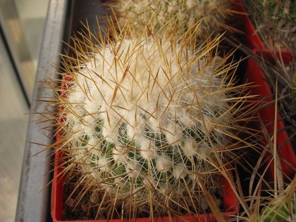Echinofossulocactus albatus  Stenocactus vaupelianus