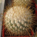 Echinofossulocactus_albatus__Stenocactus_vaupelianus.jpg
