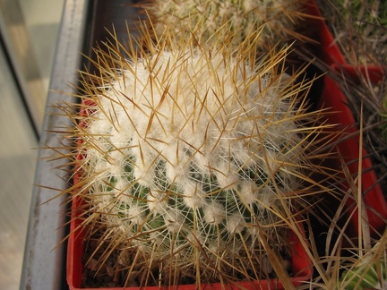 Echinofossulocactus albatus  Stenocactus vaupelianus