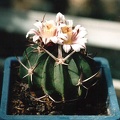 Echinofossulocactus (Stenocactus) coptonogonus