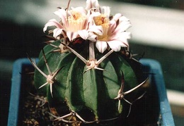 Echinofossulocactus (Stenocactus) coptonogonus