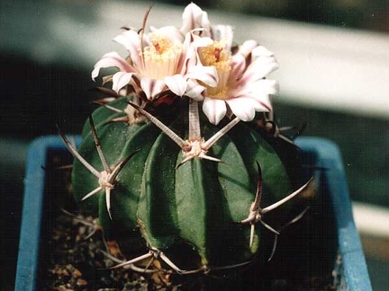 Echinofossulocactus (Stenocactus) coptonogonus