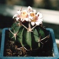 Echinofossulocactus_coptonogonus.jpg