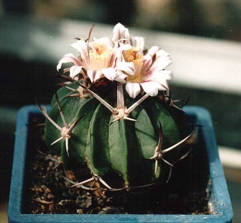 Echinofossulocactus (Stenocactus) coptonogonus