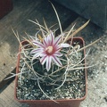 Echinofossulocactus (Stenocactus) gladiatus