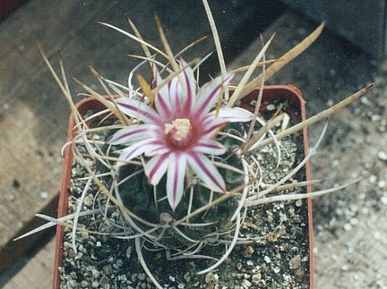 Echinofossulocactus (Stenocactus) gladiatus