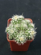 Echinofossulocactus longispinus f monstroza